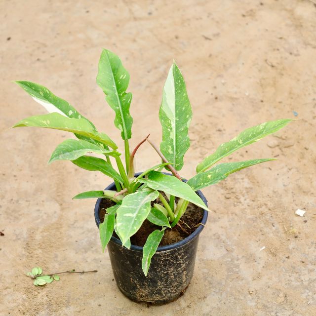 Philodendron plant with green leaves on a beige background Buy Indoor Plants in Gurgaon haryali: Free Next-Day Delivery