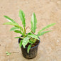 Philodendron plant with green leaves on a beige background Buy Indoor Plants in Gurgaon haryali: Free Next-Day Delivery