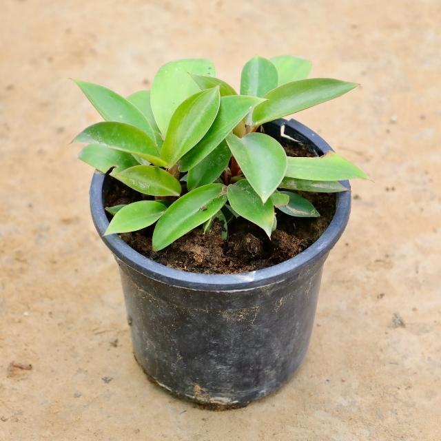 Small potted Philodendron plant with green leaves on a beige background Buy Indoor Plants in Gurgaon haryali: Free Next-Day Delivery