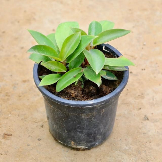 Small potted Philodendron plant with green leaves on a beige background Buy Indoor Plants in Gurgaon haryali: Free Next-Day Delivery