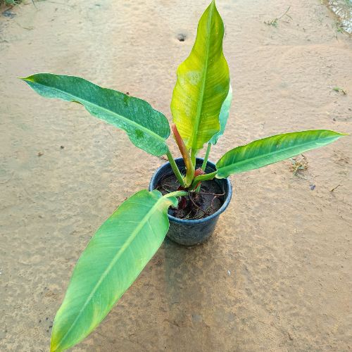 Philodendron in 5 inch Nursery Pot