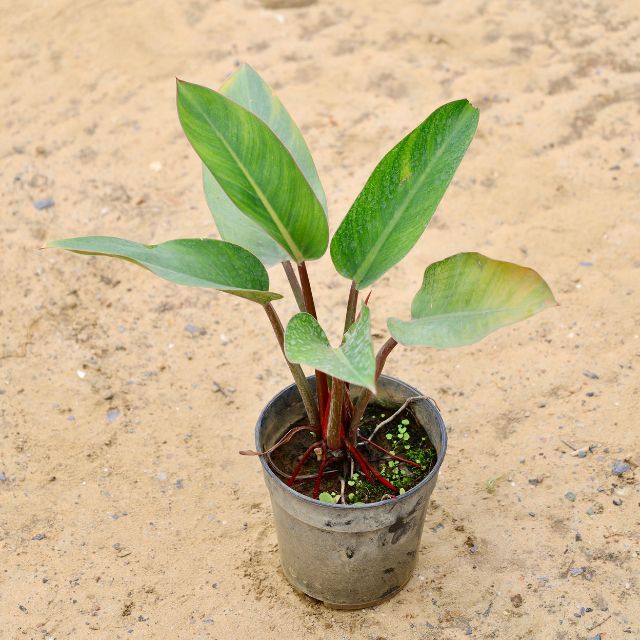 Philodendron in 6 inch Nursery Pot