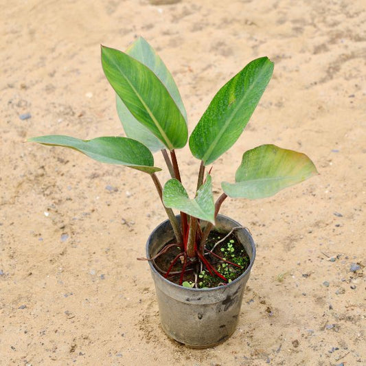 Philodendron in 6 inch Nursery Pot