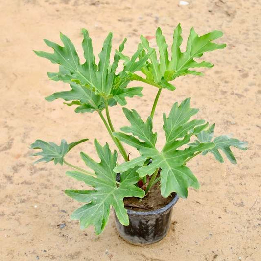 Philodendron selloum in 8 inch Nursery Pot