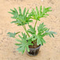 Philodendron selloum in 8 inch Nursery Pot