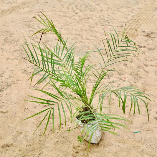 Phoenix Palm In 7 inch Nursery Bag