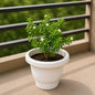 Cuphea White In 8 Inch White Classic Pot