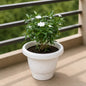 Chandni White Flower In 8 Inch Classic White Pot