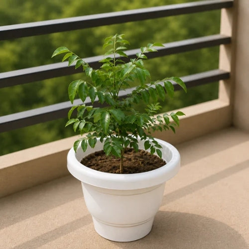 Curry leaves 2 Fit In 8 Inch white Classic Pot