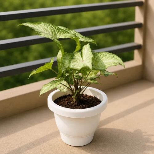 Syngonium White In 8 Inch white Pot