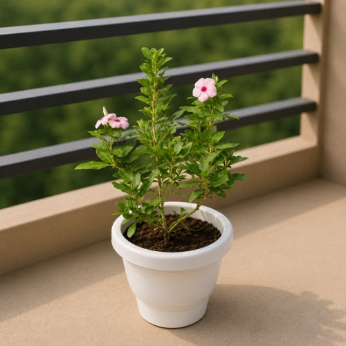 Sadabahar Any Colour In 8 Inch white Classic Pot