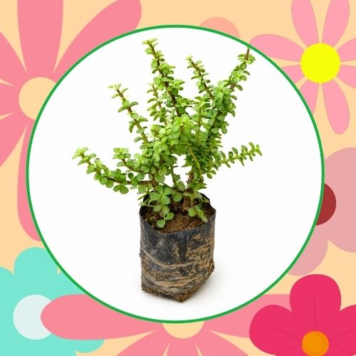 Lucky Jade Plant In 4 Inch Nursery Bag