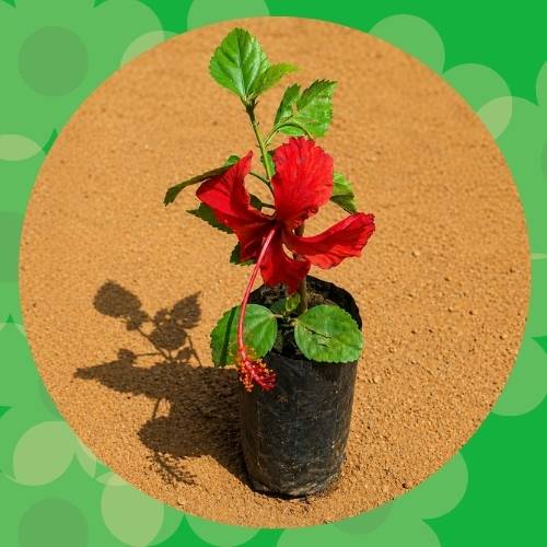 Hibiscus Red 3 Inch Nursery Bag