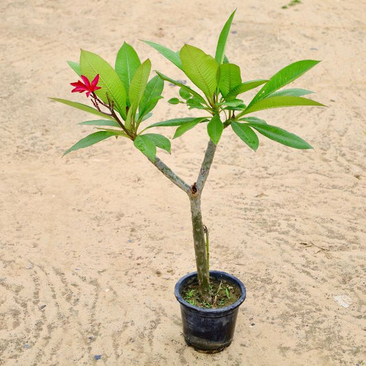Plumeria Rubra / Champa Red In 8 inch Nursery Pot