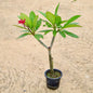 Plumeria Rubra / Champa Red In 8 inch Nursery Pot