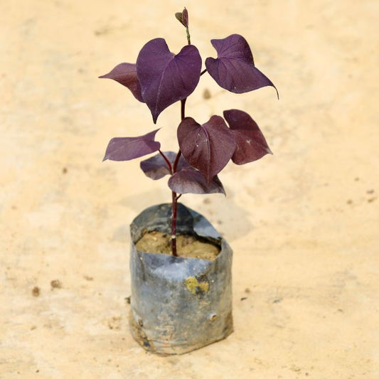 PurpleSweetPotato, a purple-leafed plant in a pot on a beige background Buy Online Plants in Gurgaon: Free Next-Day Delivery