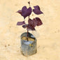 PurpleSweetPotato, a purple-leafed plant in a pot on a beige background Buy Online Plants in Gurgaon: Free Next-Day Delivery
