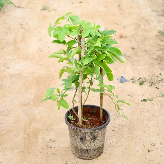 RakhiBel plant on a sandy surface Buy Indoor Plants in Gurgaon haryali: Free Next-Day Delivery