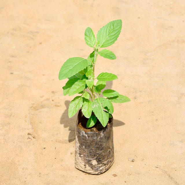 Rama Tulsi in 4 inch Nursery Pot