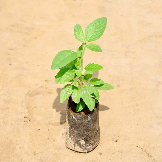 Rama Tulsi in 4 inch Nursery Pot