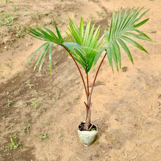 Rexona Palm tree on a dirt ground Buy Indoor Plants in Gurgaon haryali: Free Next-Day Delivery