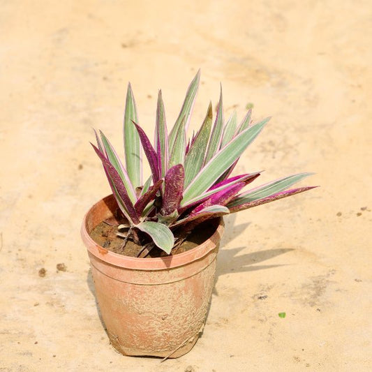 Rhoeo plant with purple and green leaves on a beige background Buy Online Plants in Gurgaon: Free Next-Day Delivery
