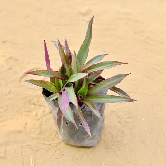 Rhoeo Plant In 4 Inch Nursery Pot