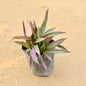 Rhoeo Plant In 4 Inch Nursery Pot