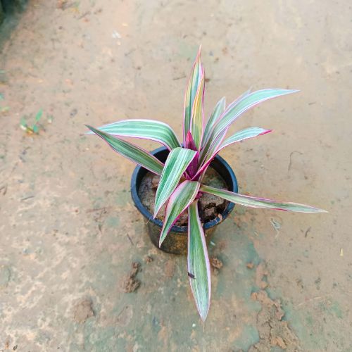 Rhoeo Variegated Plant in 4 inch Nursery Pot