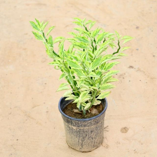 Potted RootvillVariegata plant with green leaves on a beige background