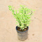 Potted RootvillVariegata plant with green leaves on a beige background