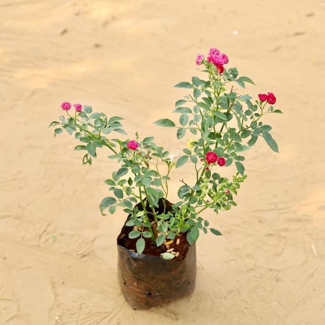 RoseButtonPink plant with small pink flowers on a beige background. Online plants in Gurgaon. Lowest-price