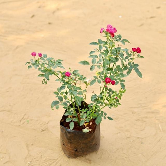 RoseButtonPink plant with small pink flowers on a beige background. Online plants in Gurgaon. Lowest-price