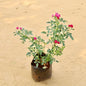 RoseButtonPink plant with small pink flowers on a beige background. Online plants in Gurgaon. Lowest-price