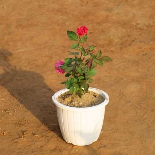 Kashmiri Rose In 8 Inch White Pot