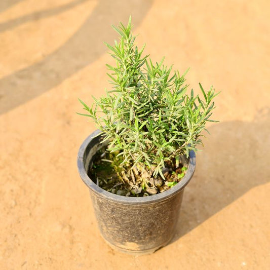 Rosemary Plants In 6 Inch Nursery Pot