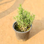 Rosemary Plants In 6 Inch Nursery Pot
