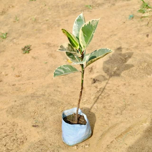 Rubber tree in a blue pot on sandy ground Buy Online Plants in Gurgaon: Free Next-Day Delivery