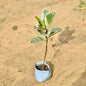 Rubber tree in a blue pot on sandy ground Buy Online Plants in Gurgaon: Free Next-Day Delivery