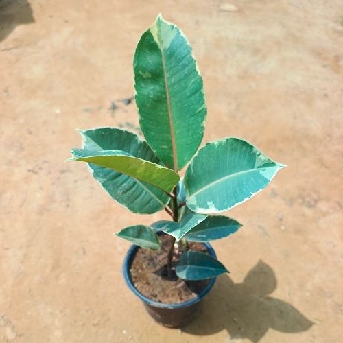 Rubber Ficus In 6 Inch Nursery Pot
