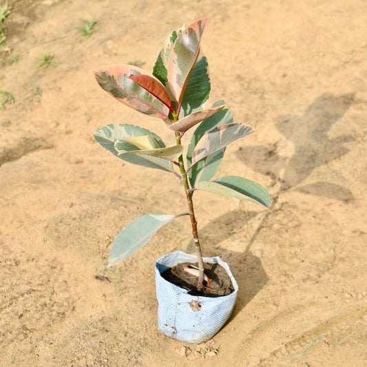 Rubber plant with colorful leaves on a sandy surface Buy Online Plants in Gurgaon: Free Next-Day Delivery