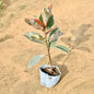 Rubber plant with colorful leaves on a sandy surface Buy Online Plants in Gurgaon: Free Next-Day Delivery