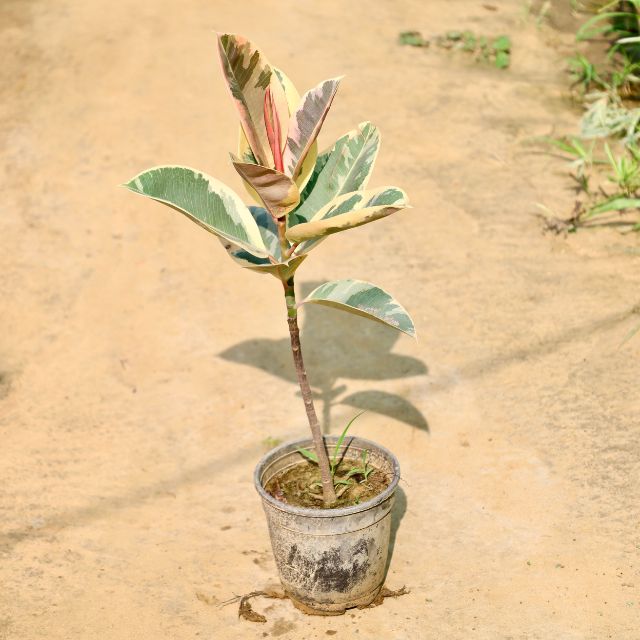 Rubber plant with variegated leaves on a sandy background Buy Online Plants in Gurgaon: Free Next-Day Delivery