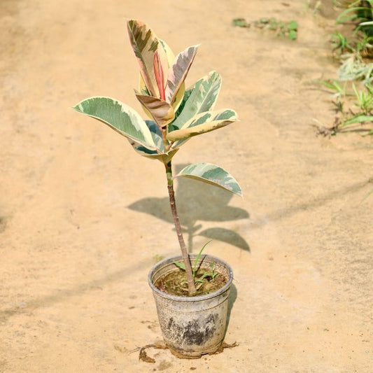Rubber plant with variegated leaves on a sandy background Buy Online Plants in Gurgaon: Free Next-Day Delivery