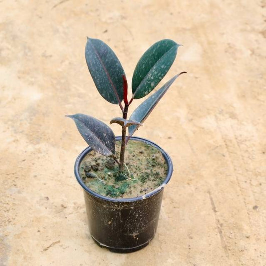 Small potted rubber plant with green leaves on a beige surface Buy Indoor Plants in Gurgaon haryali: Free Next-Day Delivery
