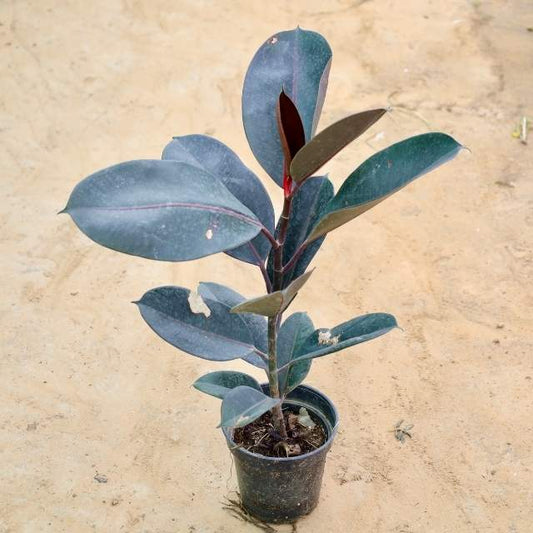 Rubber Potted plant with large leaves on a beige background Buy Indoor Plants in Gurgaon haryali: Free Next-Day Delivery