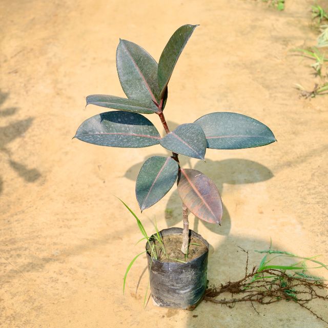 Rubber plant with green leaves on a sandy background Buy Online Plants in Gurgaon: Free Next-Day Delivery