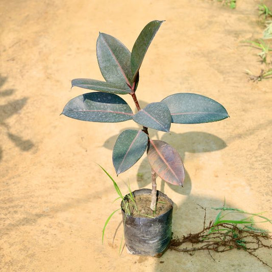 Rubber plant with green leaves on a sandy background Buy Online Plants in Gurgaon: Free Next-Day Delivery