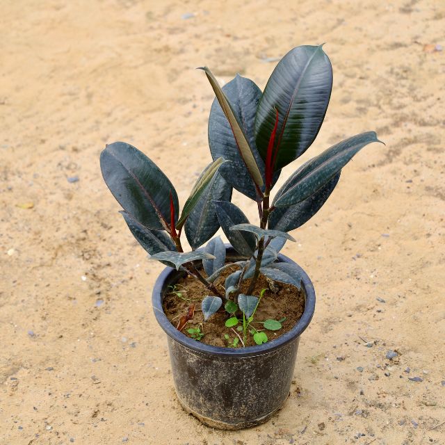 Rubber Plant Black in 8 inch Nursery Pot