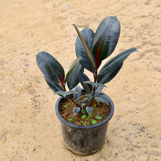 Rubber Plant Black in 8 inch Nursery Pot